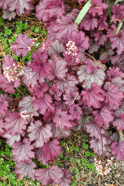 Coral Bells, Sugar Berry