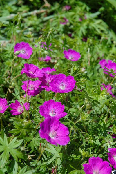 Geranium, New Hamp Purple