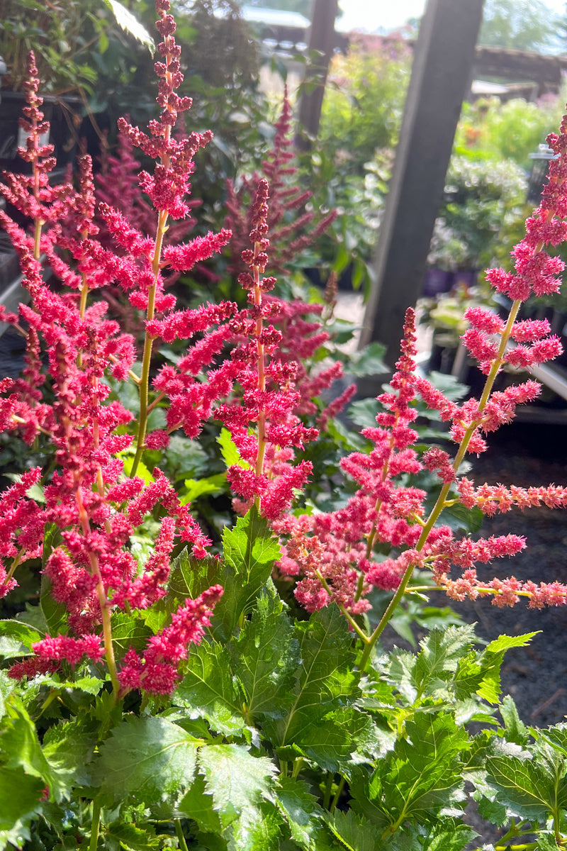 Astilbe, Hot Pearls