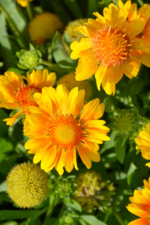 Blanket Flower, Mesa Peach