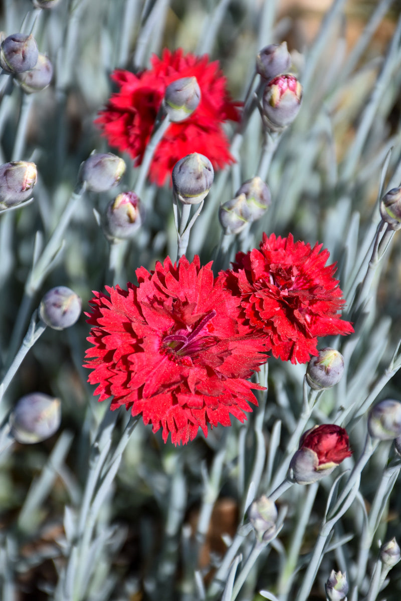 Dianthus, Maraschino