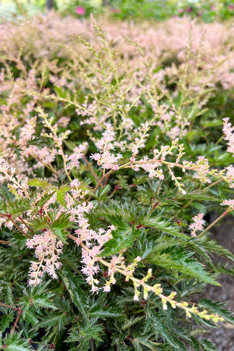 Astilbe, Sprite