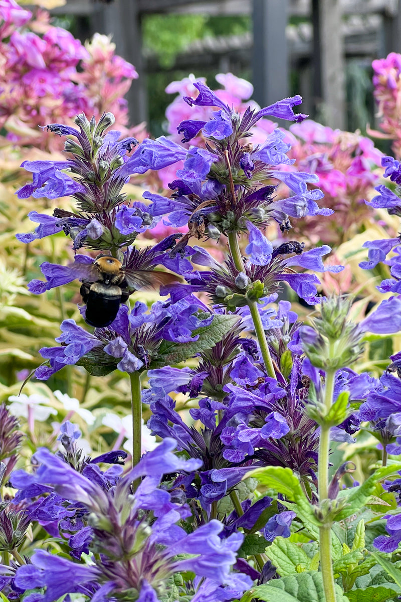 Catmint, Neptune
