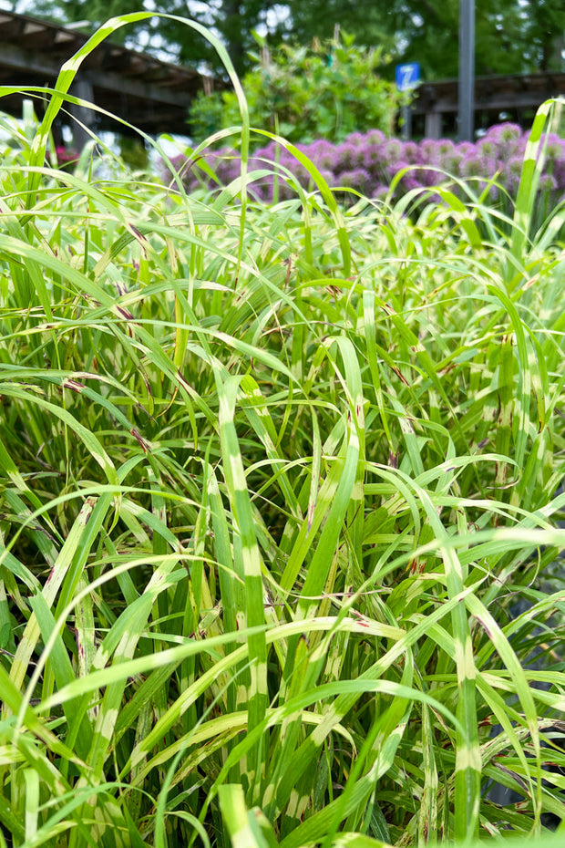 Grass, Maiden Little Zebra