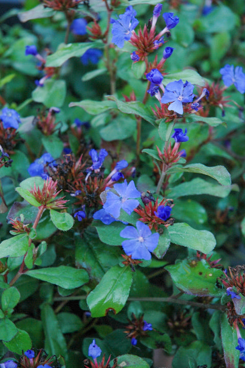 Leadwort