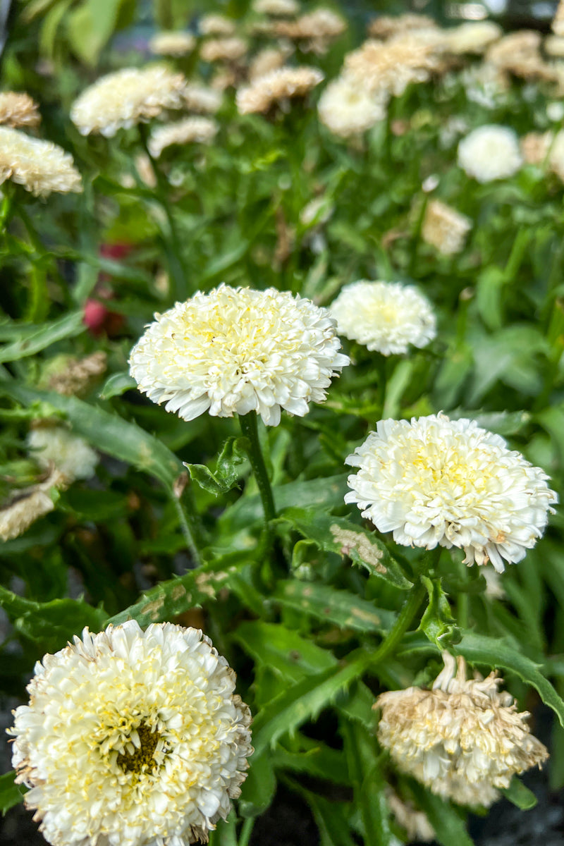 Shasta Daisy, Real Deal