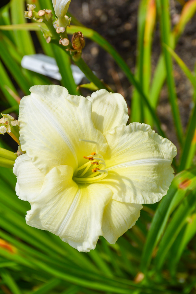 Daylily, Joan Senior