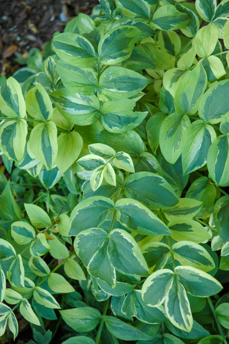 Jacob's Ladder, Stairway to Heaven