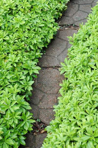 Pachysandra, Green Carpet