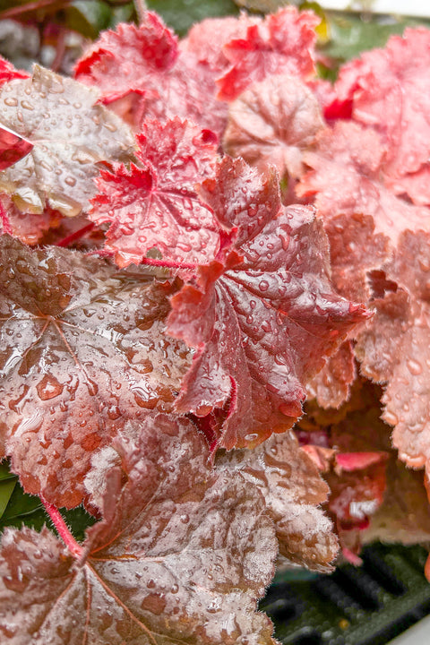 Coral Bells, Northern Exposure Red