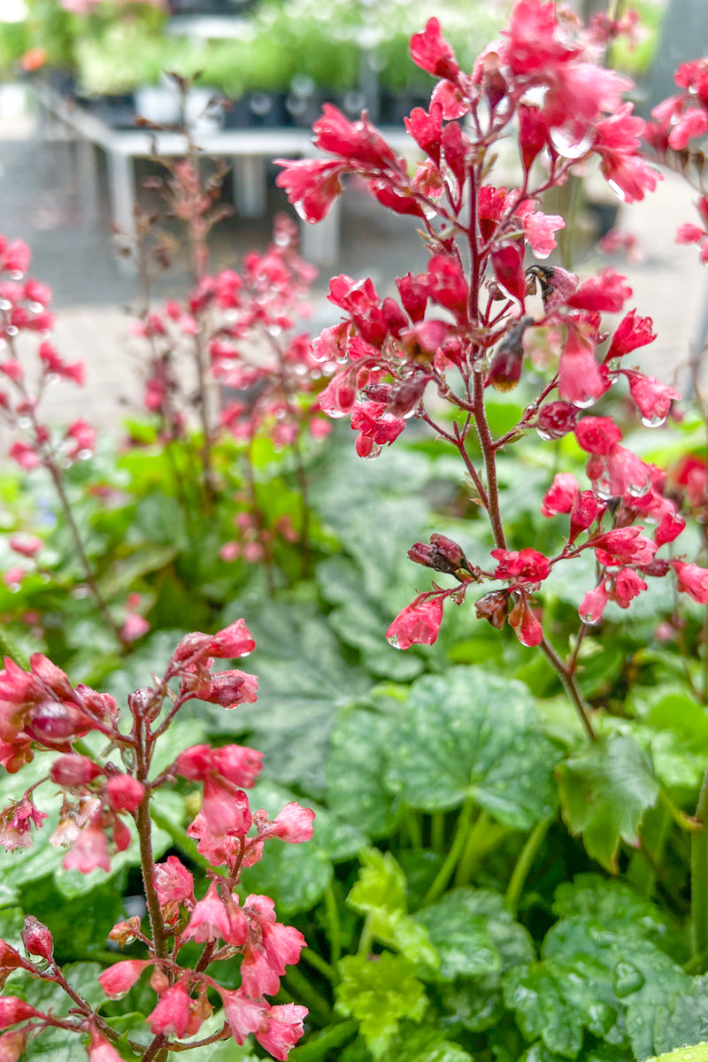 Coral Bells, Berry Timeless