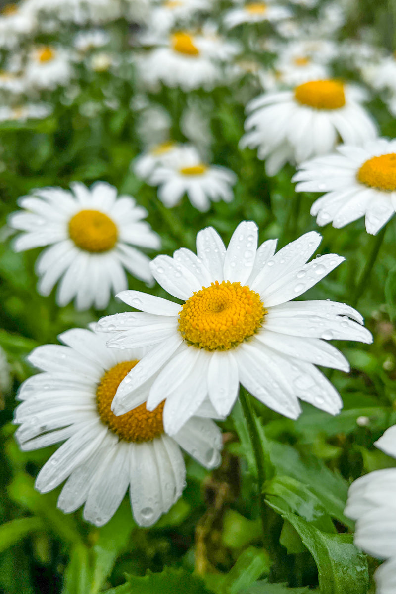 Shasta Daisy, Snowcap