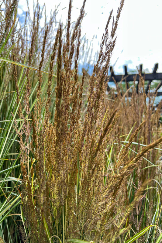 Feather Reed Grass, Lightning Strike