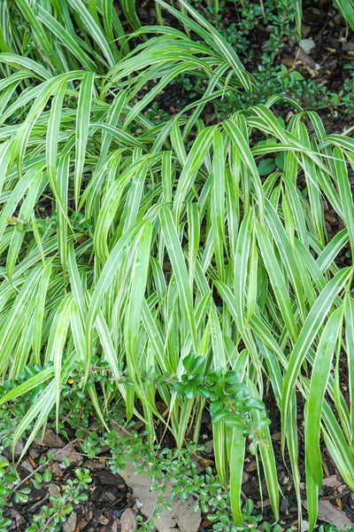 Grass, Hakone- Albostriatum