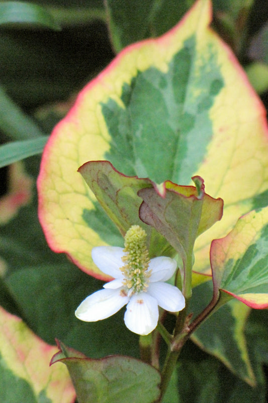 Houttuynia, Chameleon