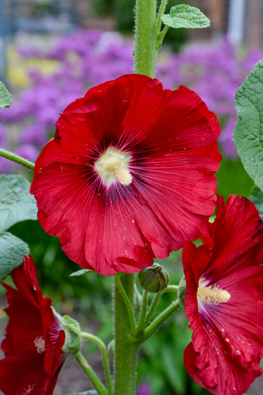 Hollyhock, Mars Magic