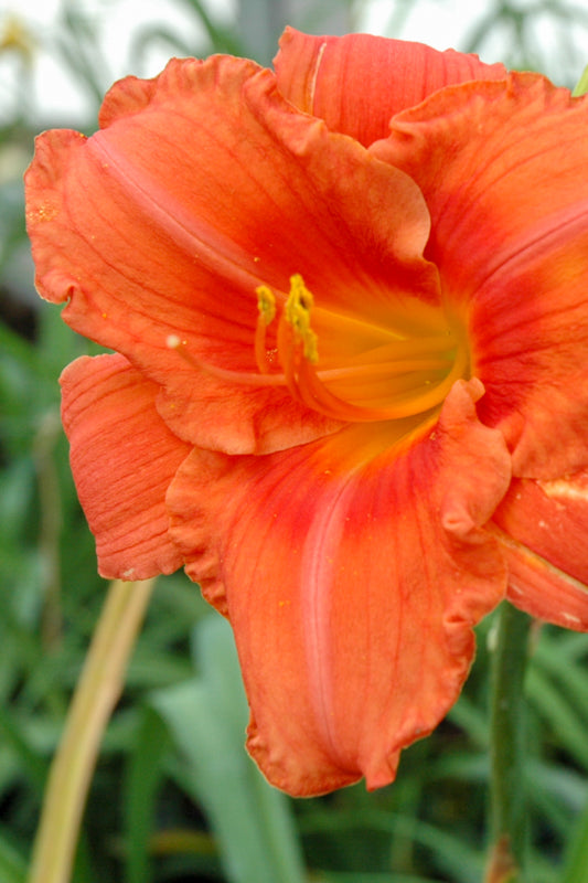 Daylily, South Seas