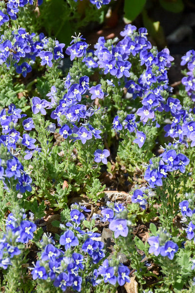 Veronica, Tidal Pool