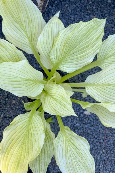Hosta, White Feather – Chalet