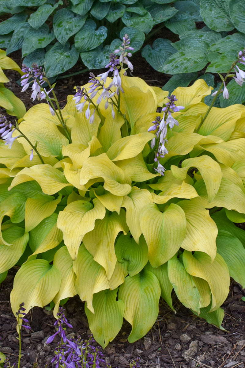 Hosta, Sun Power