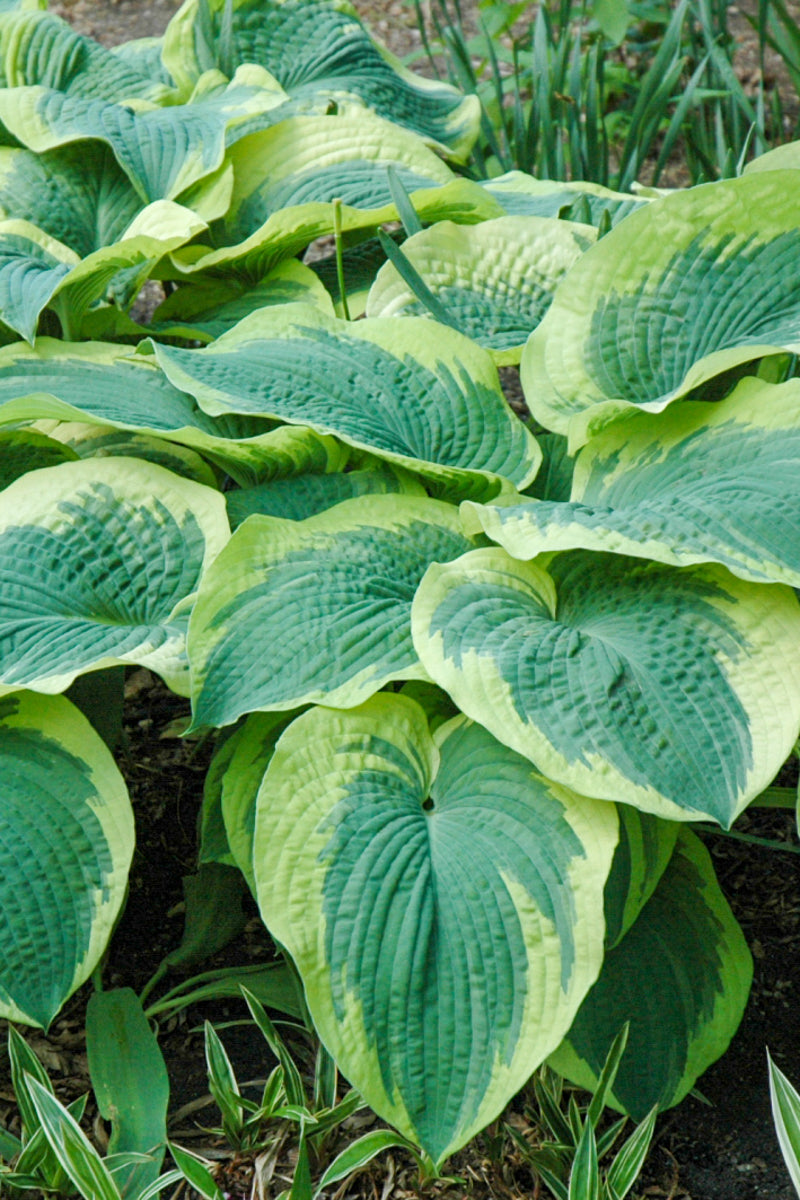 Hosta, Northern Exposure