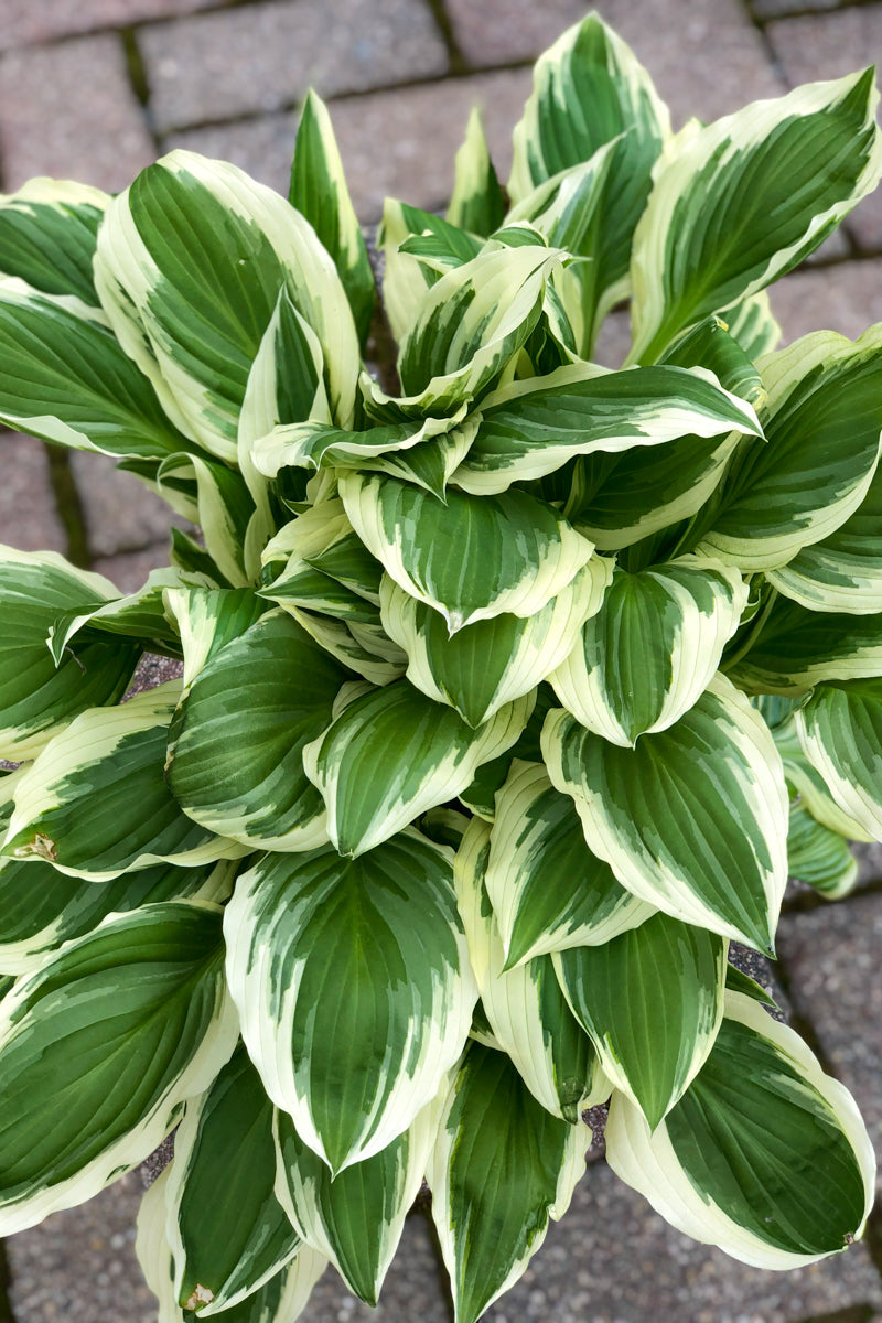 Hosta, Albomarginata