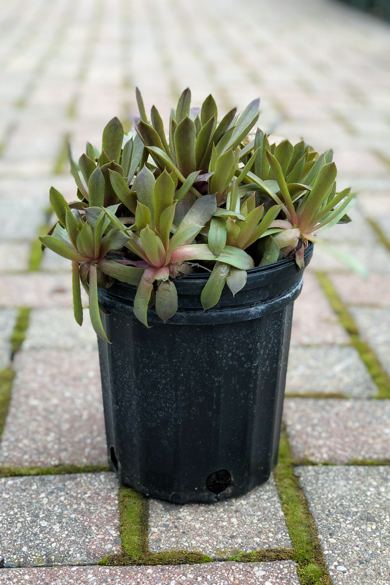 Hen & Chicks, Purple Beauty