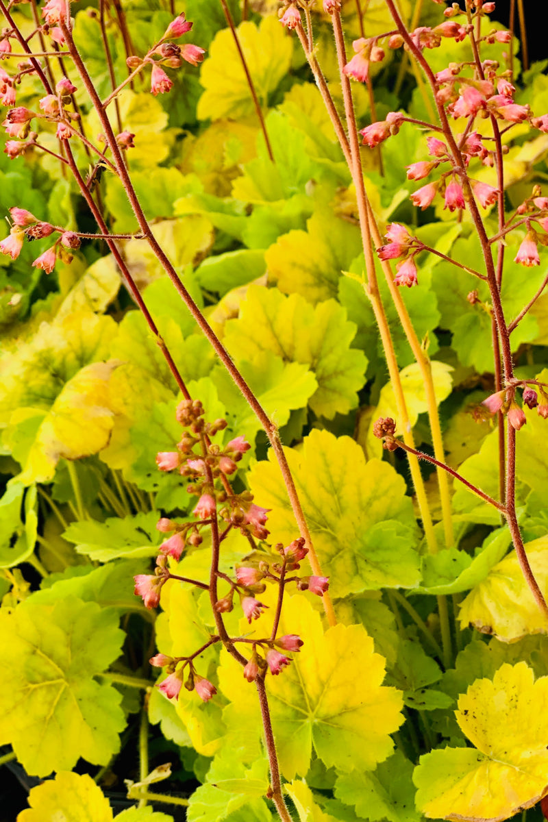 Coral Bells, Northern Exposure Siena
