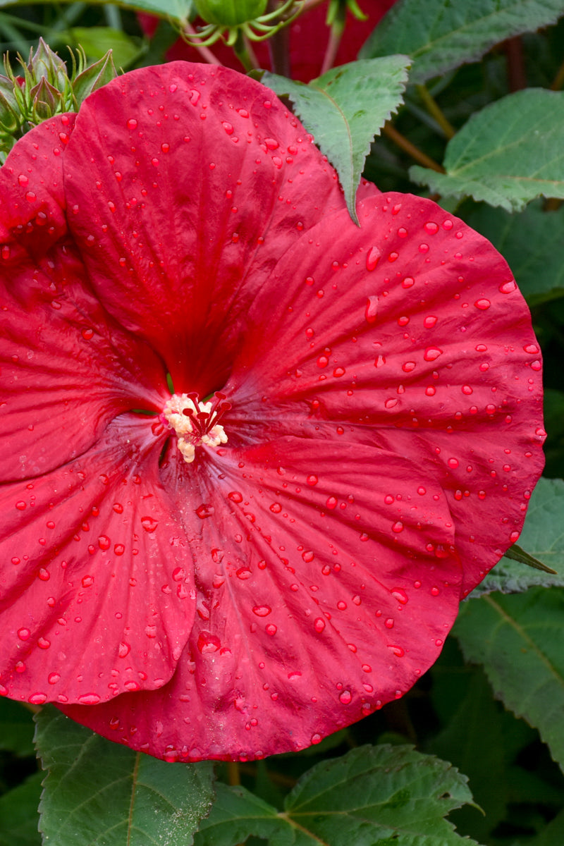 Hibiscus, Vintage Wine