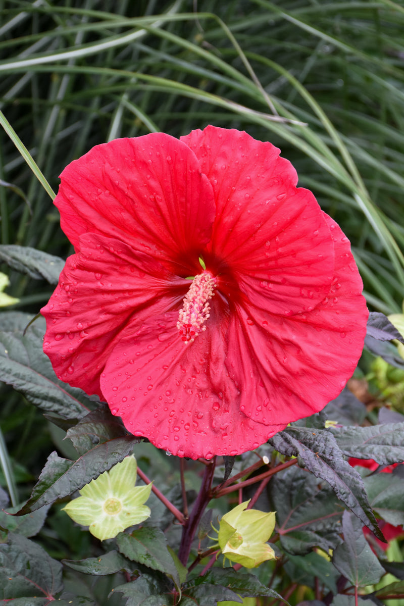 Hibiscus, Mars Madness