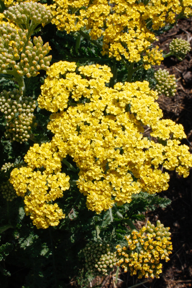 Yarrow, Firefly Sunshine