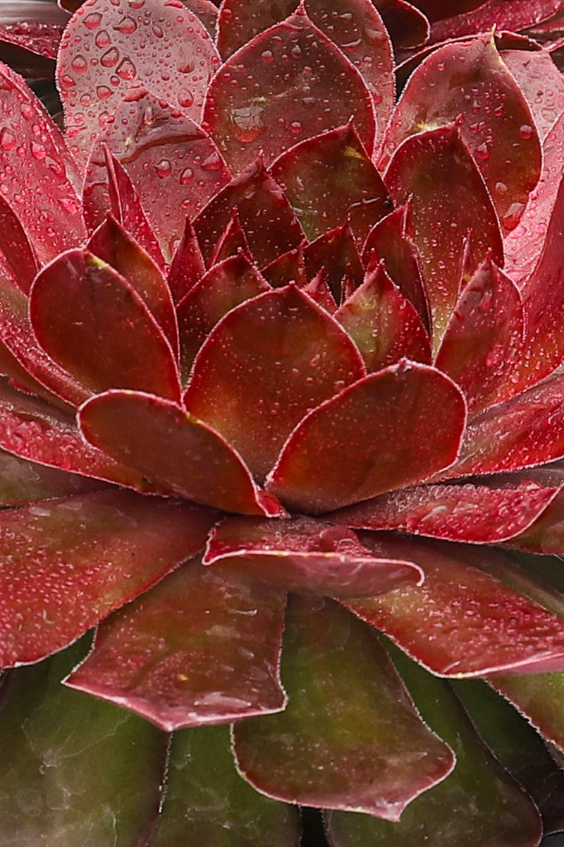 Hens and Chicks, Chick Charms Giant, Copper Canyon