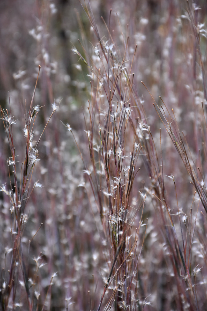 Grass, Bluestem Little Standing Ovation