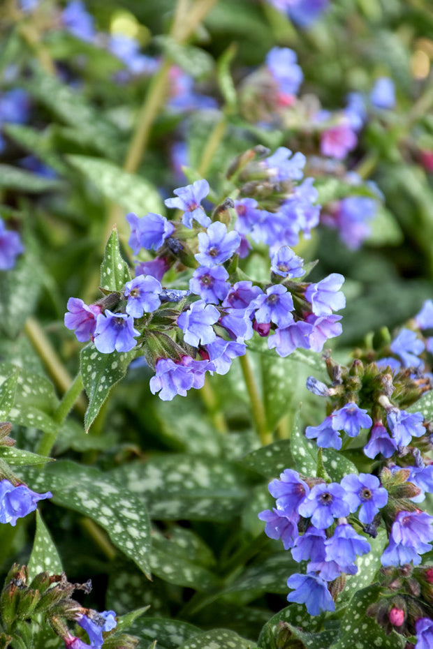 Lungwort, Trevi Fountains