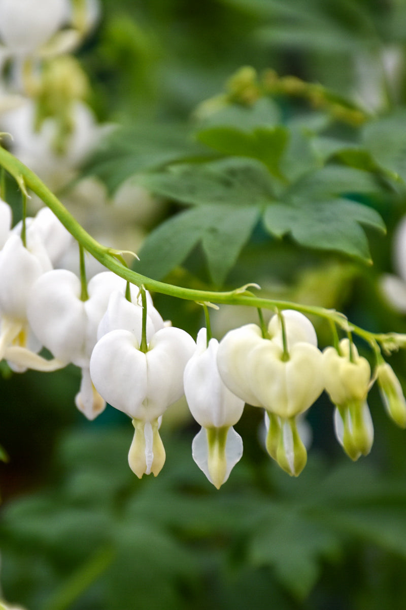 Bleeding-Heart, White