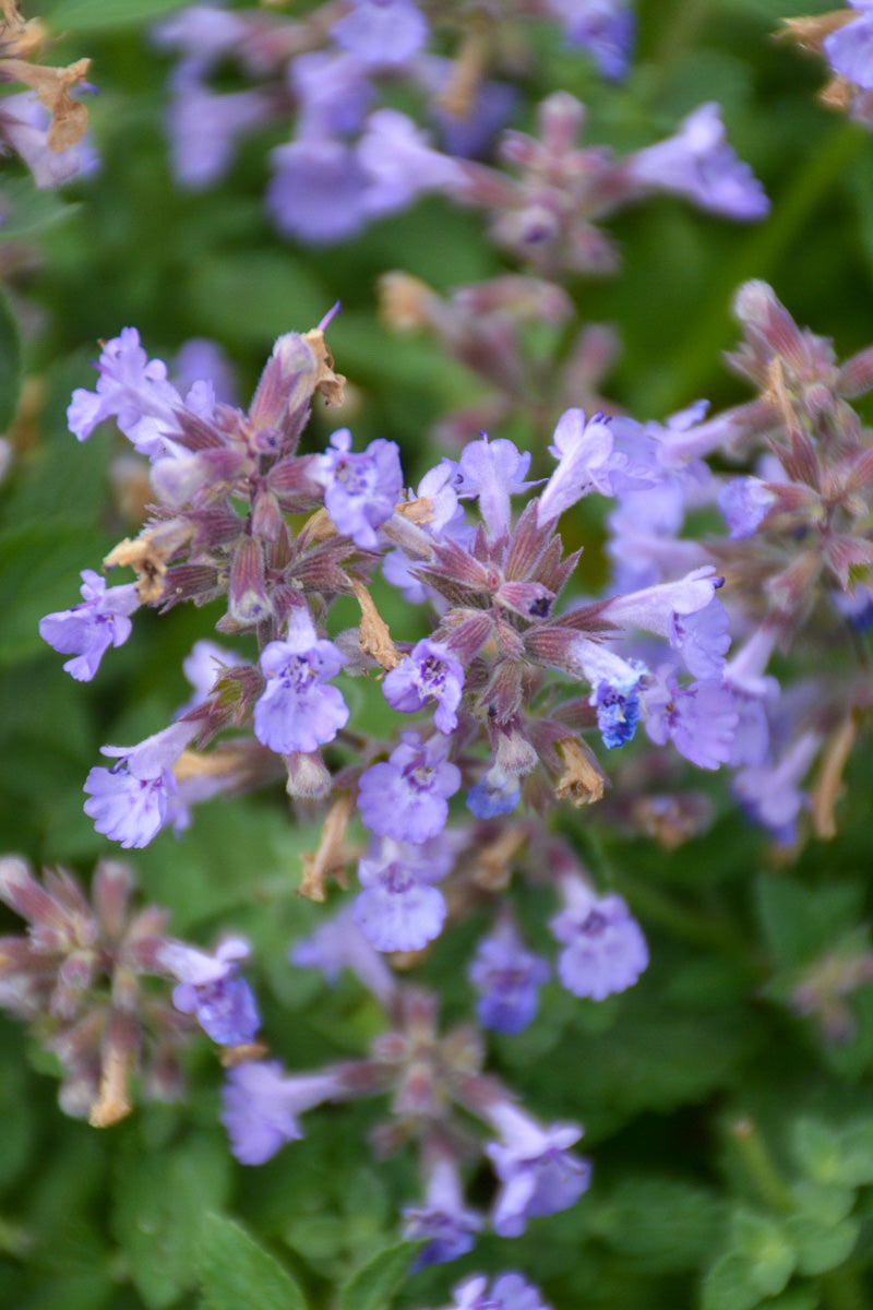 Catmint, Kitten Around