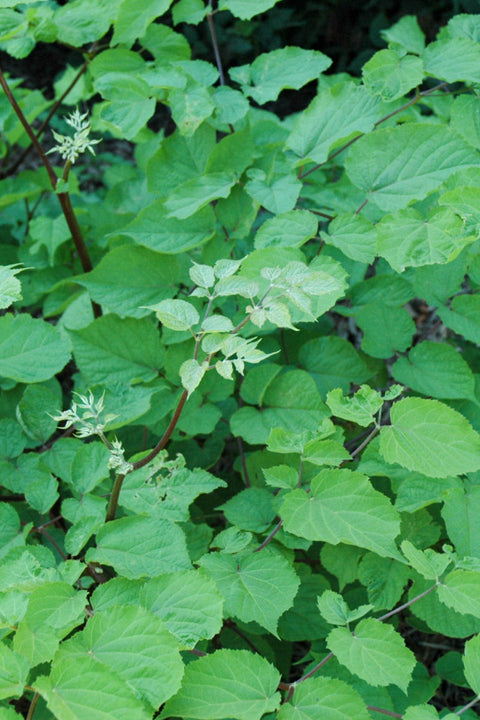 Aralia, Native