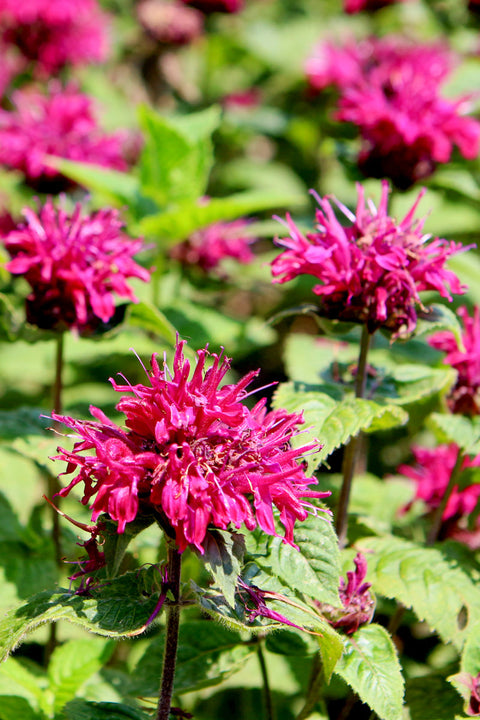 Bee Balm, Bee True