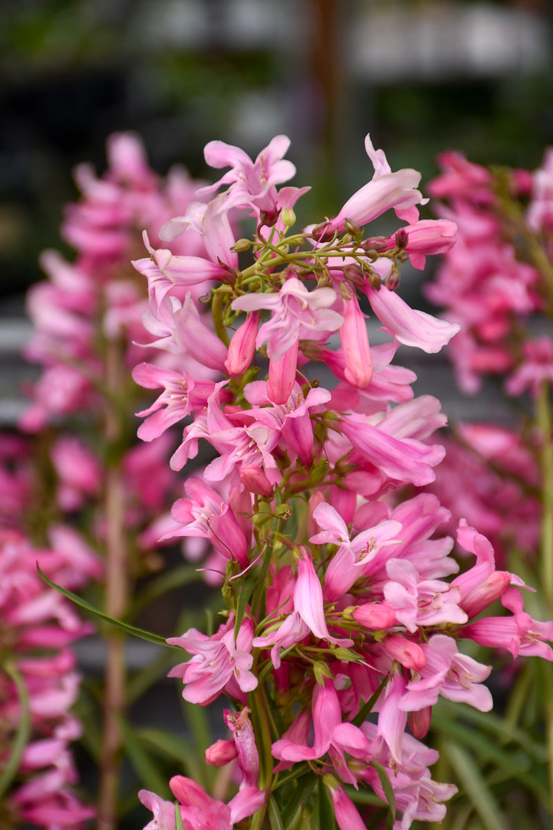 Beard-Tongue, Pristine Pink