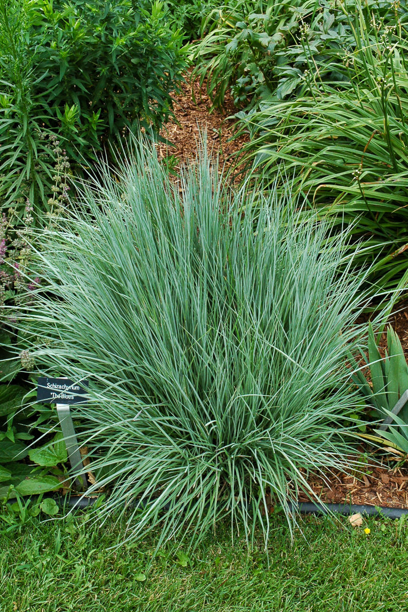 Grass, Little Bluestem The Blues