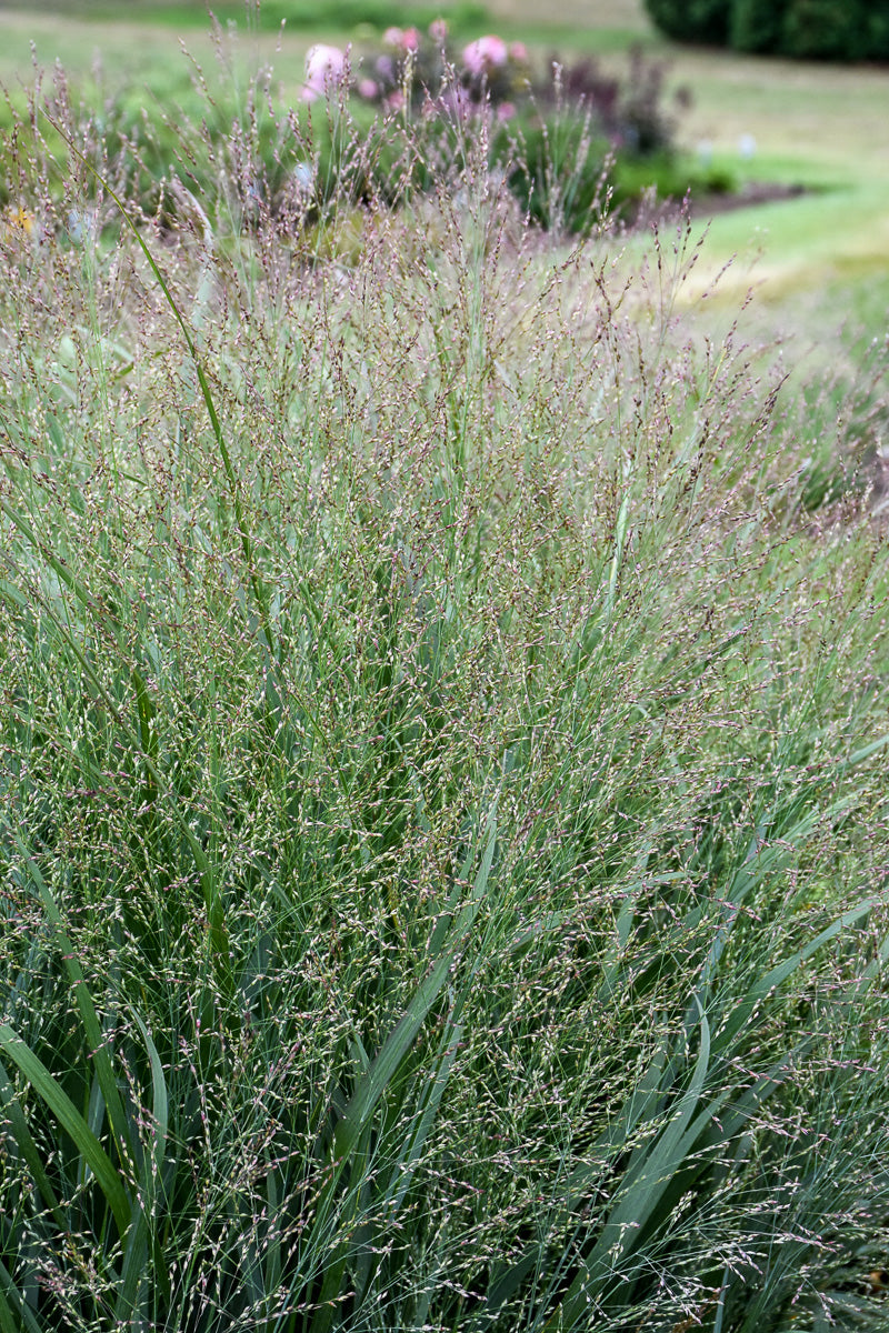 Grass, Switch Cape Breeze
