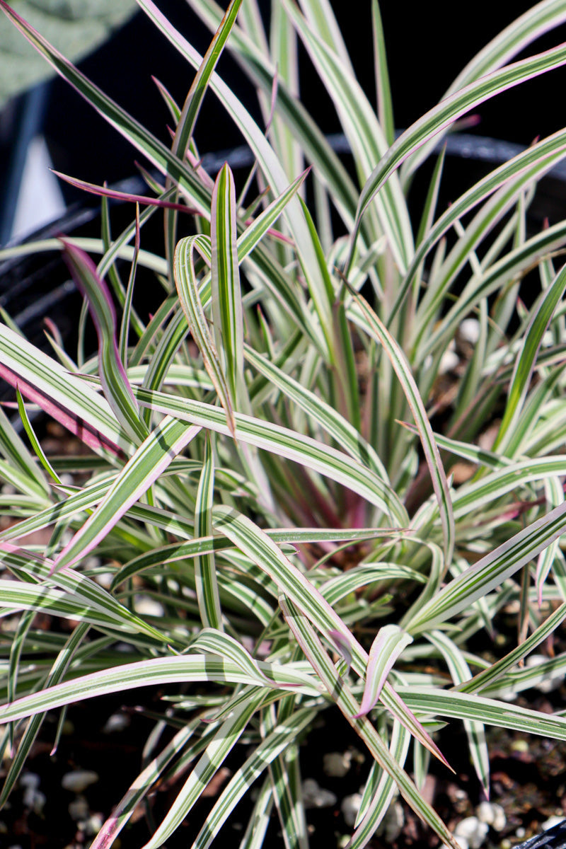 Grass, Little Bluestem Chameleon