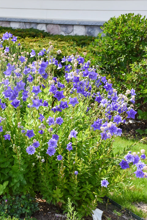 Balloon Flower, Astra Dbl B