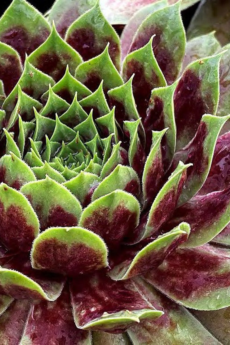 Hens and Chicks, Chick Charms Giant, Emerald Explosion