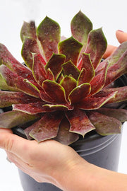 Hens and Chicks, Chick Charms Giant, Emerald Explosion