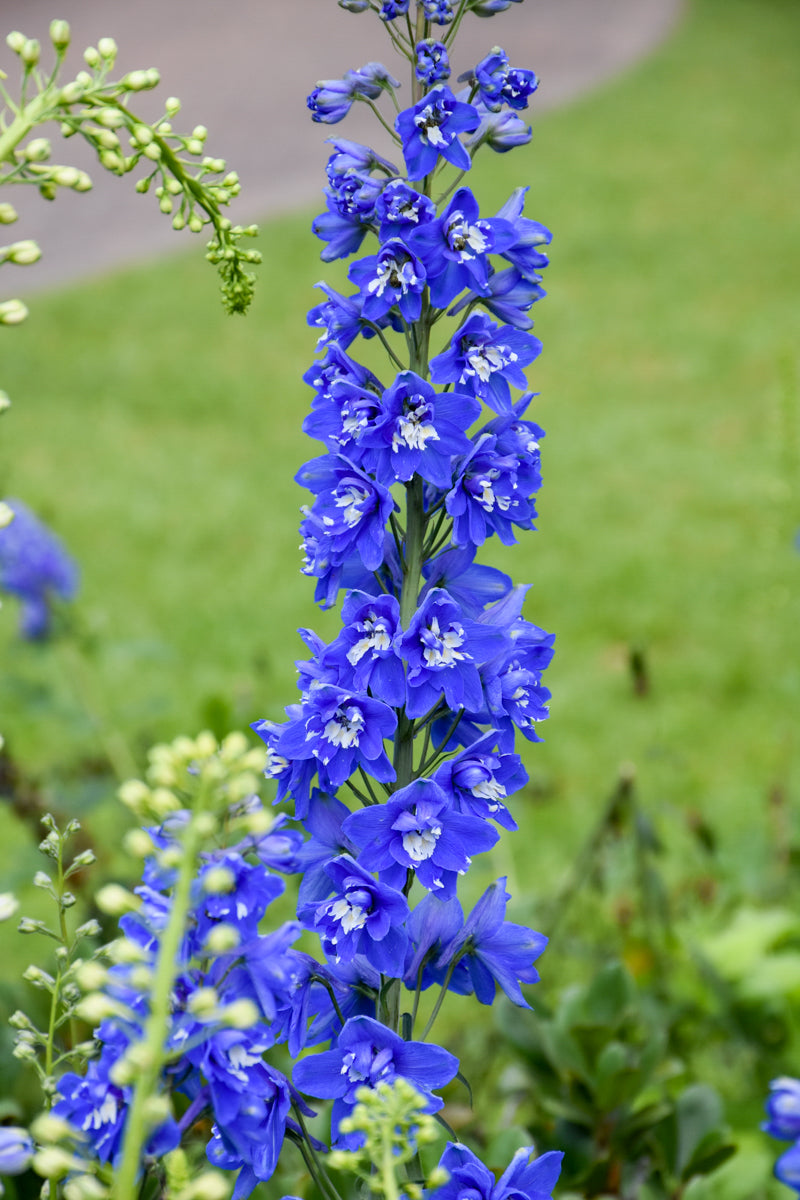Delphinium, Belladonna