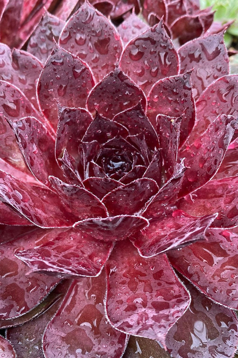 Hens and Chicks, Chick Charms Giant, Maroon Mountain