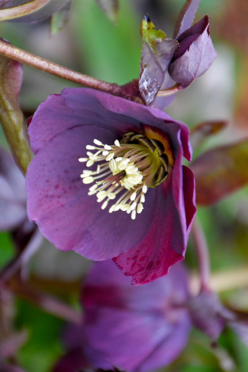 Lenten Rose, Metallic Blue