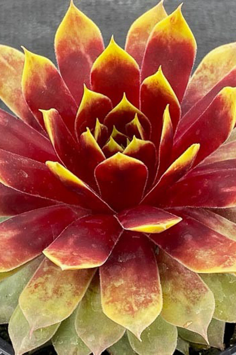 Hens and Chicks, Chick Charms Giant, Gold Mine