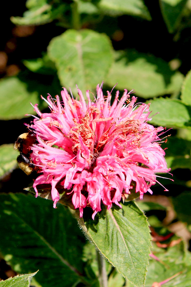 Bee Balm, Bee Lieve